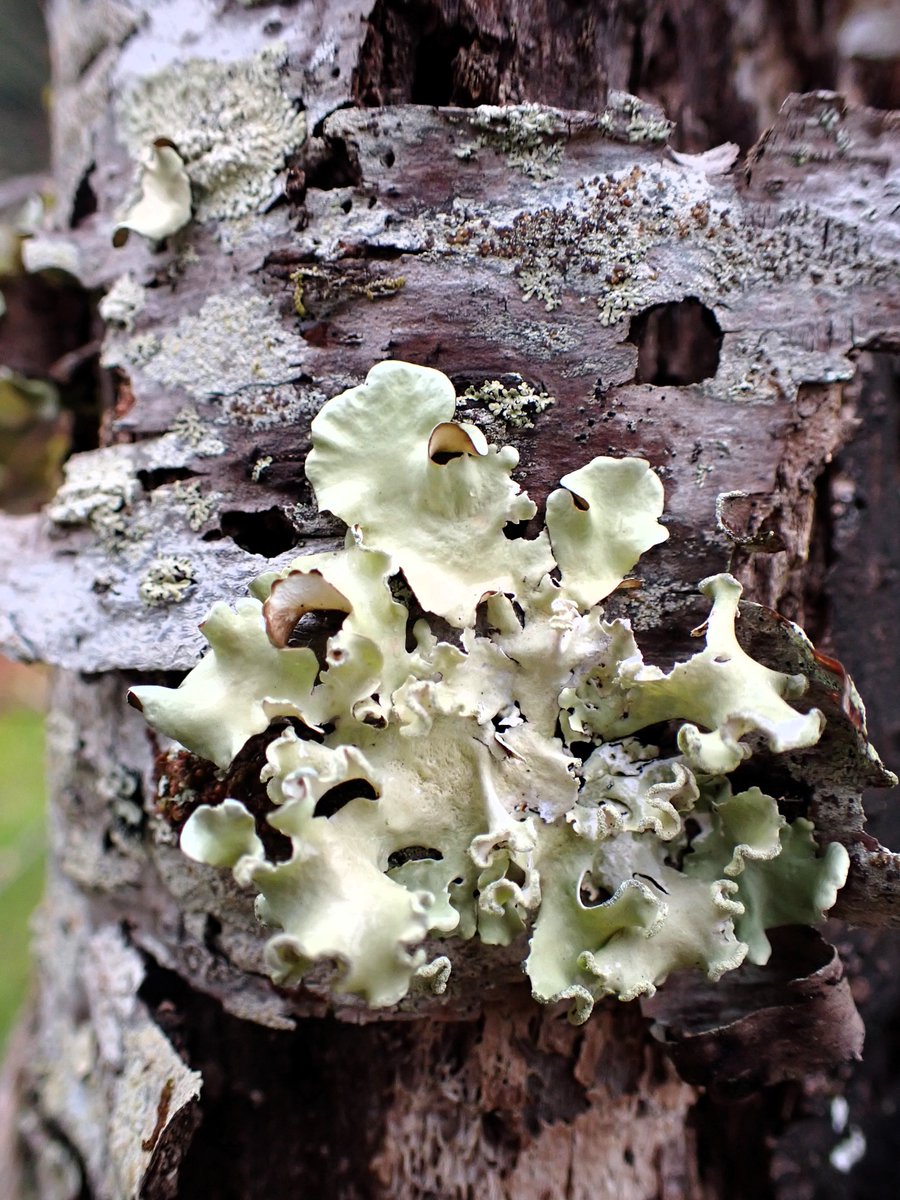 Good night!🌛🌿#thankfulthursday #lichen #地衣類