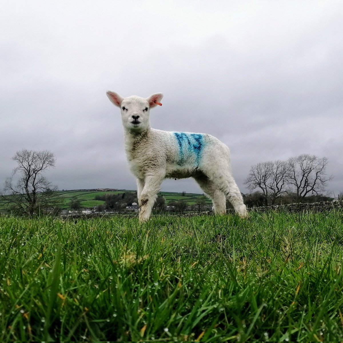 They grow fast 😳 #sheep #sheep365 #farming #farminglife #shepherdess #farmingneverstops #lambingseason #lambing #lambing2024