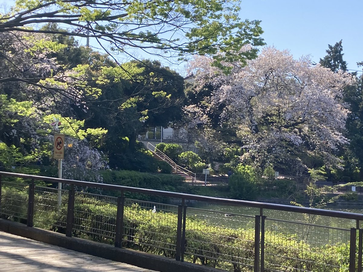 まずは川の源流である公園の中の池のほとりの大きな染井吉野から
満開だと本当に綺麗なんですが、今年は時期を逸してしまいました #TLを桜でいっぱいにしよう