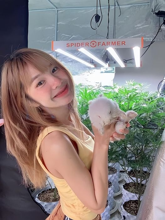 spiderfarmerled's tweet photo. 💡G4500, filling my indoor garden with sunshine and vitality, just as adorable as my little bunny.

☀️Enjoy your weekend!

#SpiderFarmerLed #SpiderFarmersfG4500 #G4500 #Sale #SpiderFarmer https://t.co/TngXPyJEOI