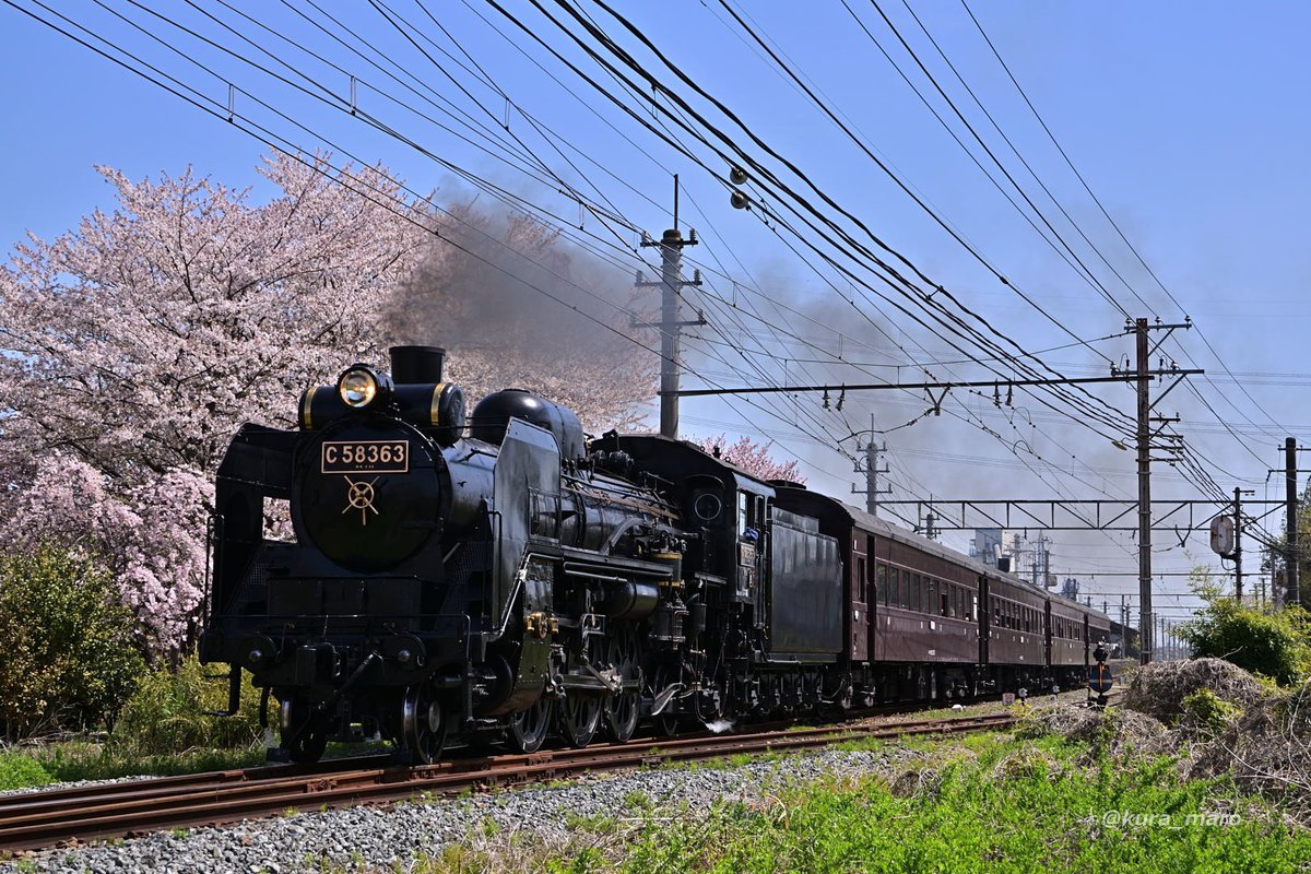 2024年4月13日　秩父鉄道「SLパレオエクスプレス」5001レ　C58 363＋在来形客車
晴天＋桜で。
それにしても、やはり国鉄蒸機には在来形客車がよく似合います。