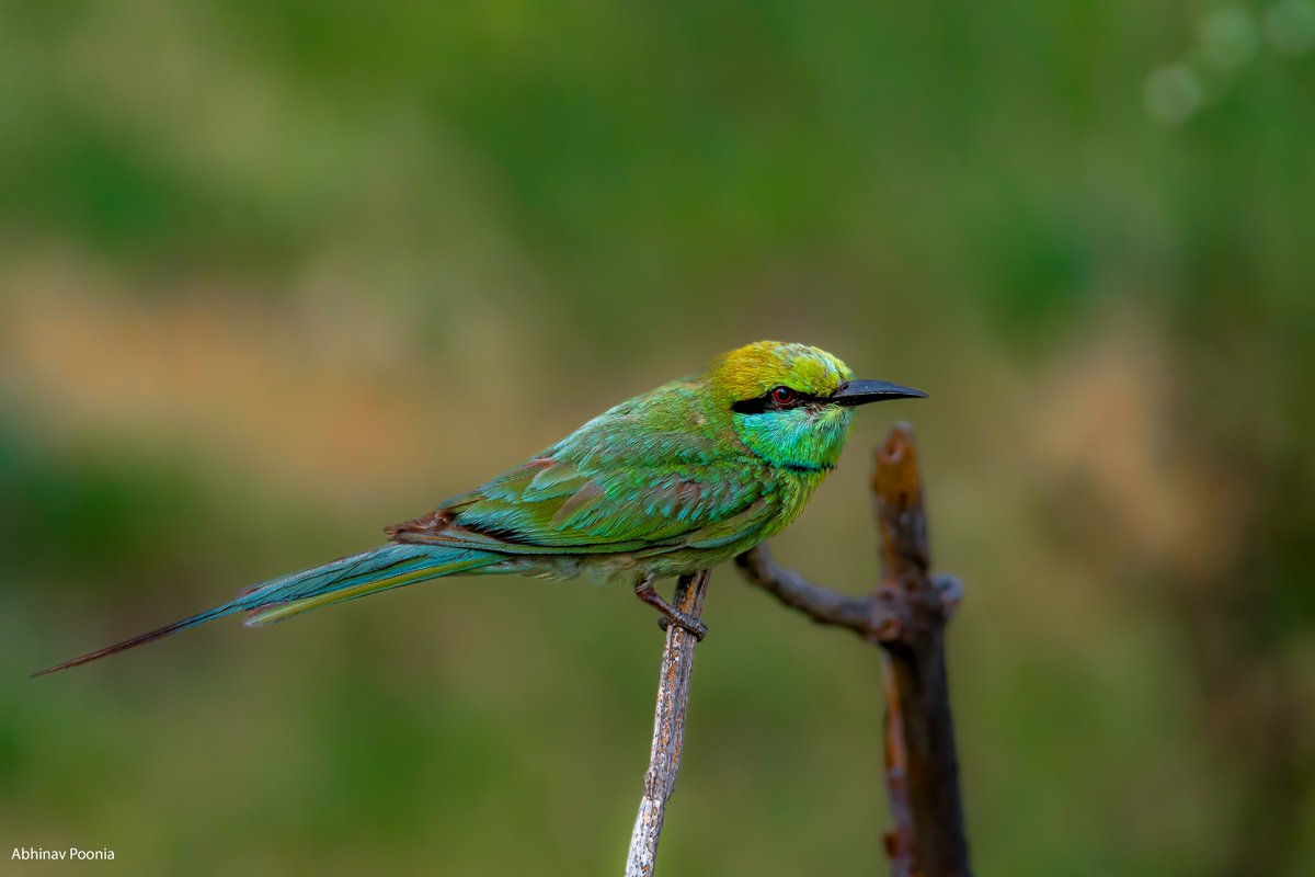 Green Bee Eater 
 
#dailypic #IndiAves #TwitterNatureCommunity #birdwatching #ThePhotoHour #BBCWildlifePOTD #natgeoindia #abhinavpooniaphotography