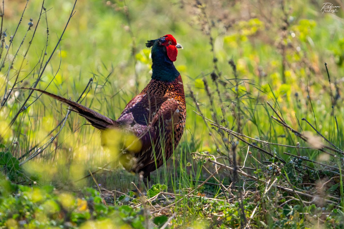 İlk kez doğada bir sülün (Phasianus colchicus) fotoğrafladım. Görüntüdeki gibi erkek bireyler eşeysel seçilime yönelik gösterişli renklere sahiptir. Sülüngüller (Phasianidae) familyasında tavuk, hindi, keklik, bıldırcın ve tavus gibi kuşlarla birlikte sınıflandırılmaktadır. Bu