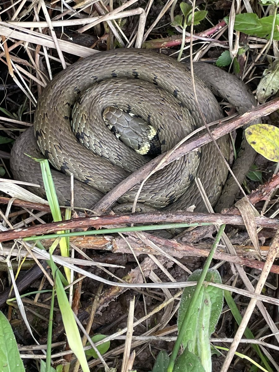 The beauty of natural design… #GrassSnake