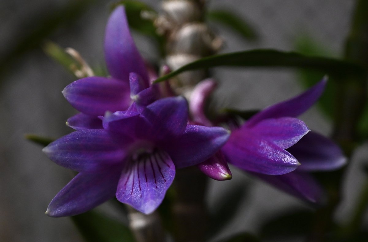 咲きはじめは青かった初花レギネと比較のセラウラ
Dendrobium victoria-reginae
Dendrobium ceraula