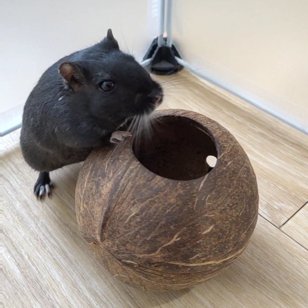 There's no treat in the coconut!
- Oki Maus