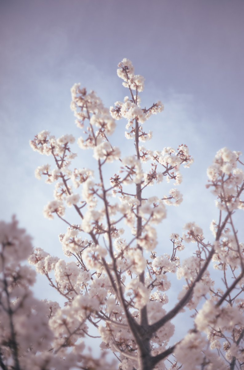 #桜
#Leica
#LeicaM10R
#盛屋散歩
#photography 
#キリトリセカイ
#ファインダー越しの私の世界
#写真撮ってる人と繫がりたい 
#カメラ好きな人と繫がりたい