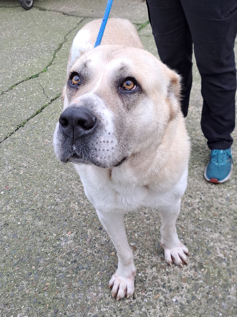 Please retweet to help Grace find a home #BIRKENHEAD #LIVERPOOL #UK Sweet sweet Grace has had no interest. Kangal Shepherd Dog, 3-4 years old, fawn and white She's such a lovely lady, walks beautifully on lead. She will require a confident strong handler due to her size and…
