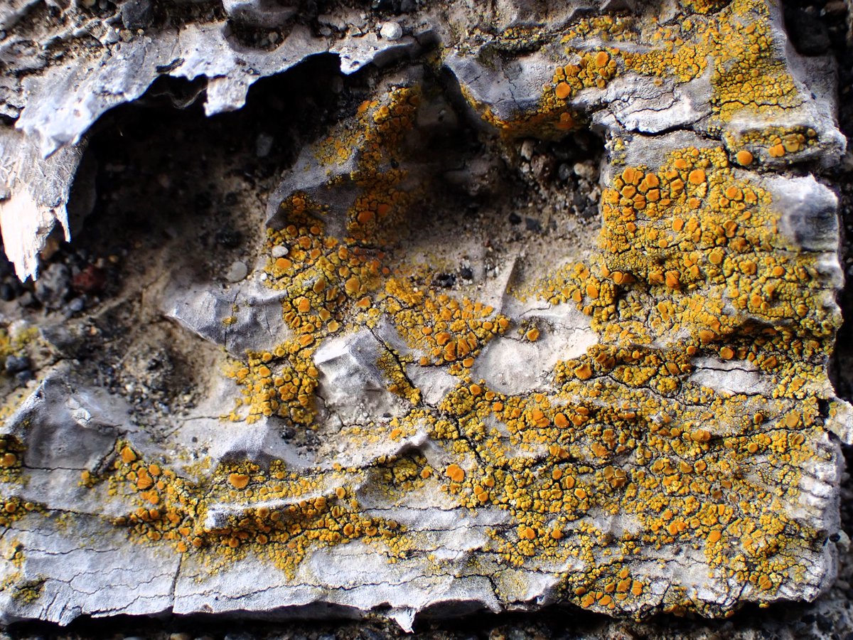 Good night!🌛🌿#sundayyellow #lichen #地衣類