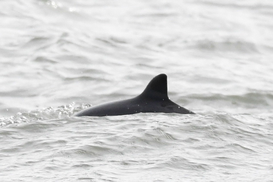 We don’t tend to see too many Harbour Porpoise on our trips, but have had some good sightings of them recently. #TwitterNatureCommunity