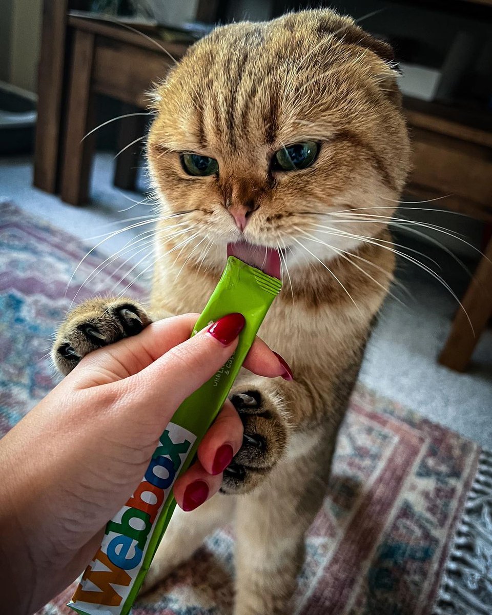 Hold still human... I must get every last drop of my Lick-e-Lix 😻 📷 @humphrey_the_house_cat