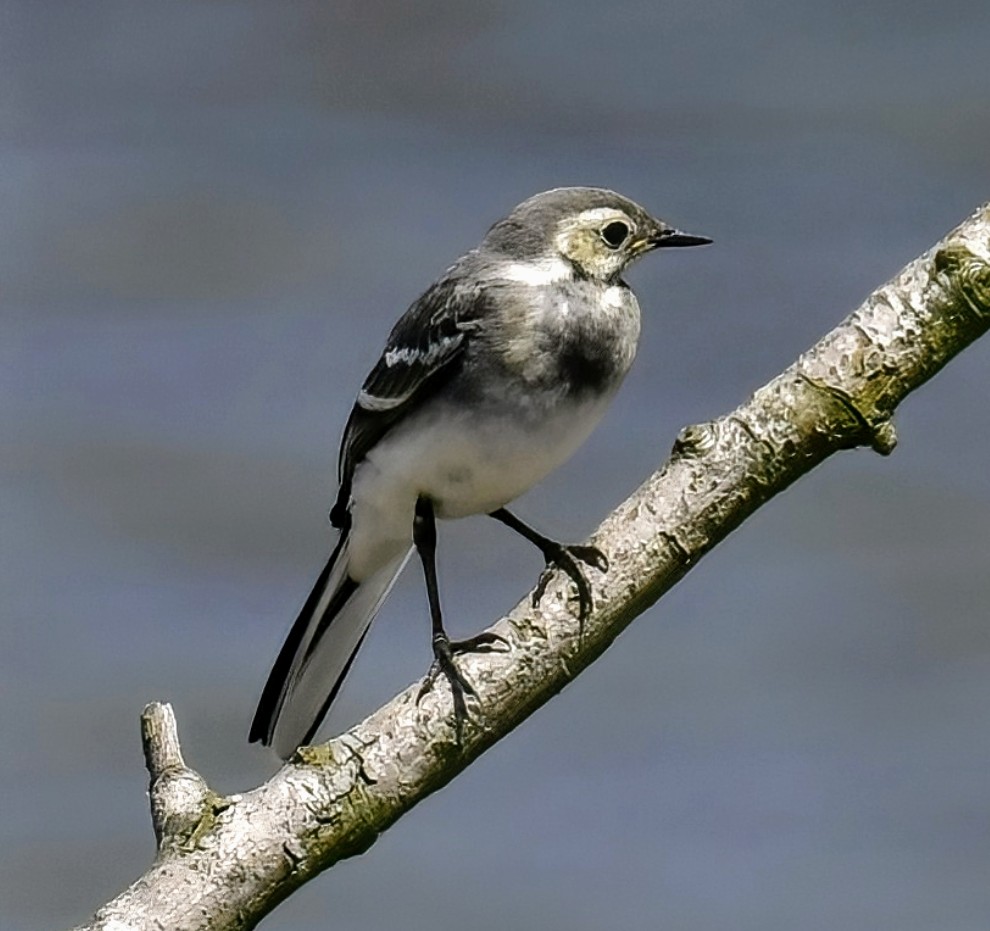 Pied Wagtail on the levels