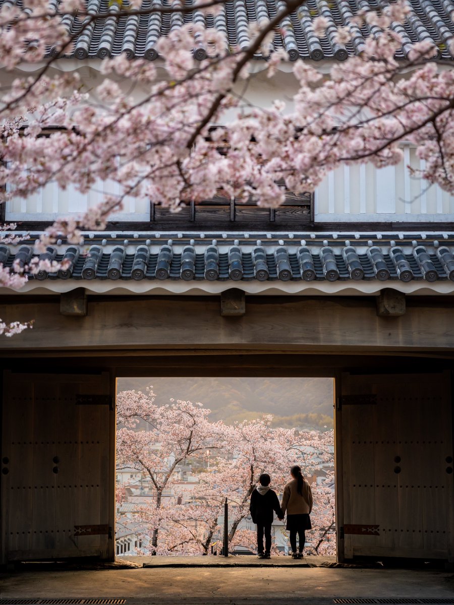 城跡から見れるフレームに入れた城下町桜