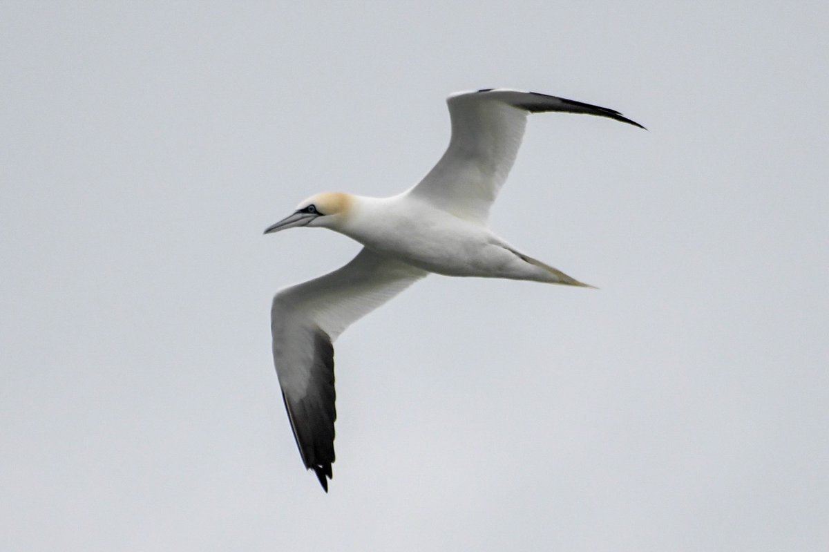 A lovely Gannet flyby from yesterday’s day at sea. #TwitterNatureCommunity