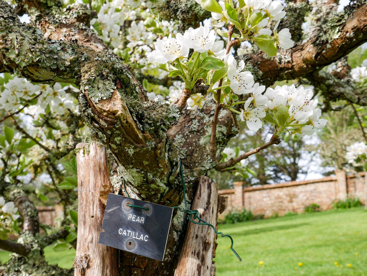 What a beautiful day to immerse yourself in spring blossom at Bateman's. 📸 National Trust/Lucy Evans