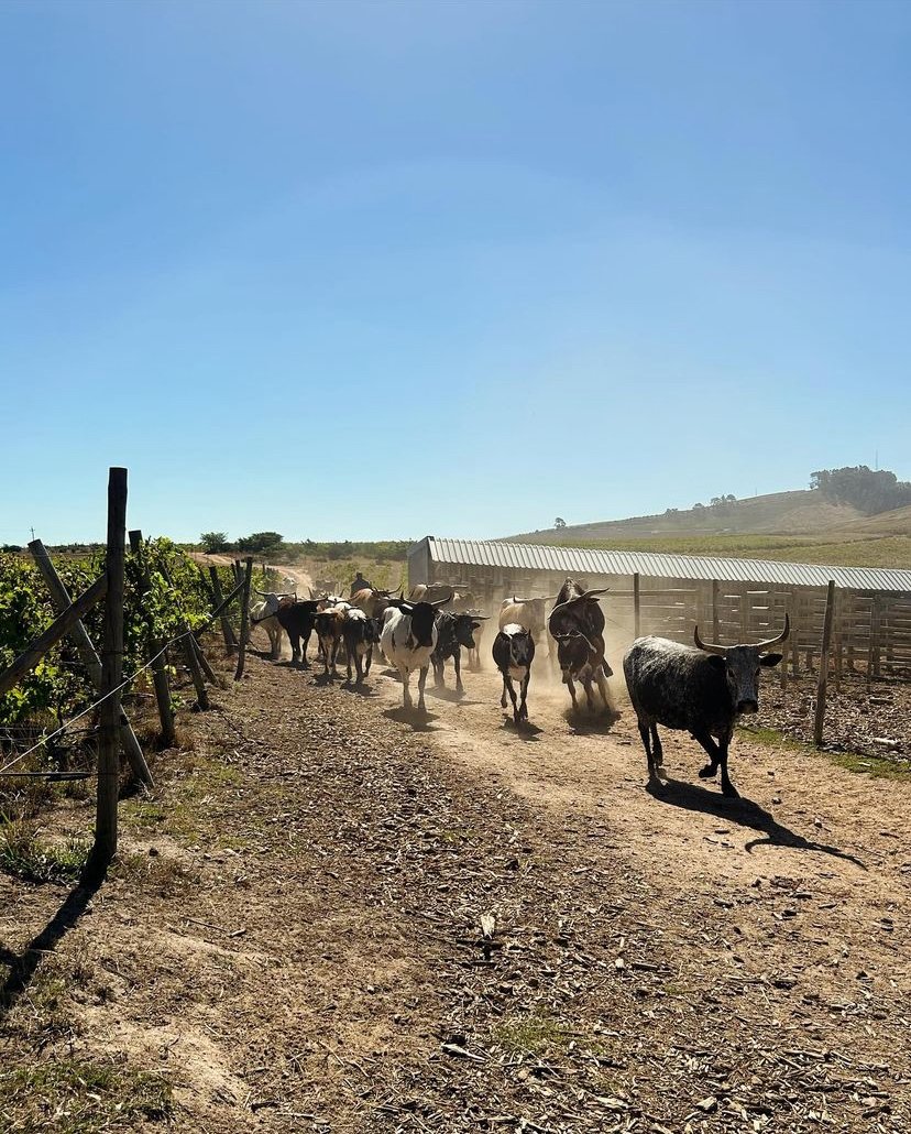 Here are our biodynamic Nguni cows coming home after a happy day of high-intensity grazing on the farm, which helps improve soil fertility, supports biodiversity, and so much more.

#Repost @VixMason: “Joyful harvest scenes at #ReynekeWines.'

#BiodynamicWines #BiodynamicFarming