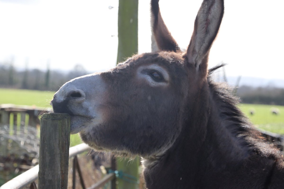 Happiest 3rd Birthday Nutmeg 🎉 Super mum and one super amazing donkey, as we say at the farm, we love you, we love you more. #caenhillcc #nutmegthedonkey #birthday #thirdbirthday #donkeylife