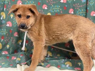 ⚠️ Urgent ⚠️
🐶 Name: a5618057 💙
🕐 Time Remaining: 4 days
📍Location: Palmdale, CA
Save me: dogsindanger.com/dog.jsp?did=17…
#california #dog #adoption