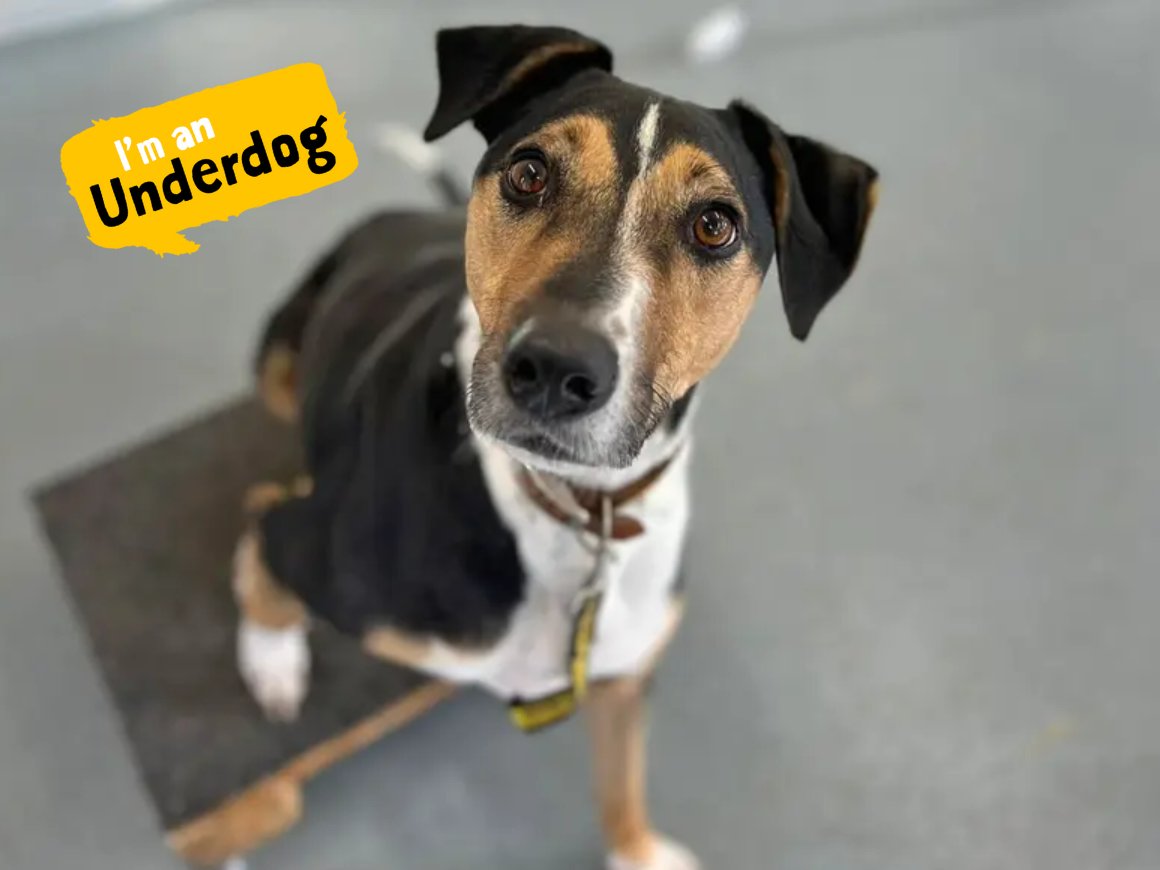 Luigi is an adorable, playful pooch looking for his forever family! This sweet boy loves to go on adventures and enjoys zoomies in the garden. Luigi is super entertaining and loves to show off his tricks he has learnt!💛 @DT_Essex📍 bit.ly/43SiGYd