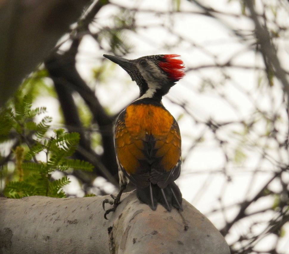 Seen today: the Black-rumped flameback. A colourful bird with a colourful call to match! In this photo you can see the golden back of the bird that gives it its name. #indiaves