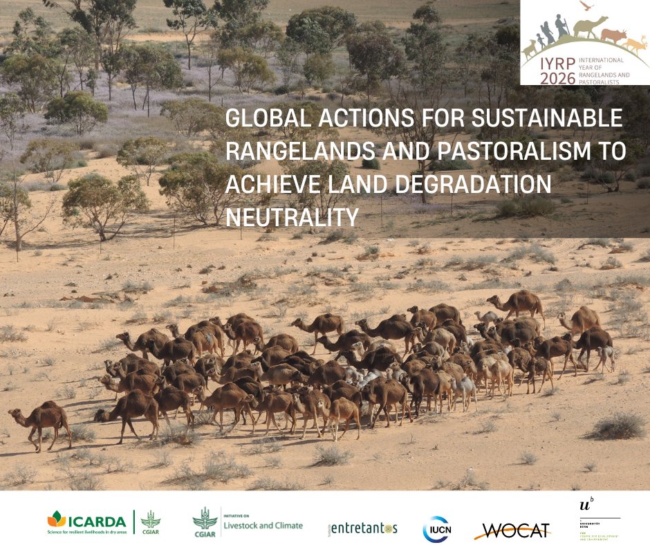 Read Now our new policy brief and discover the eight priority actions proposed by the International Support Group for @IYRP2026 🌍 at the @UNCCD Conference to address the challenges facing #rangelands & #pastoralists. ⬇️ @WOCATnet @CDEunibe, @entre_tantos tinyurl.com/4aa2ev87
