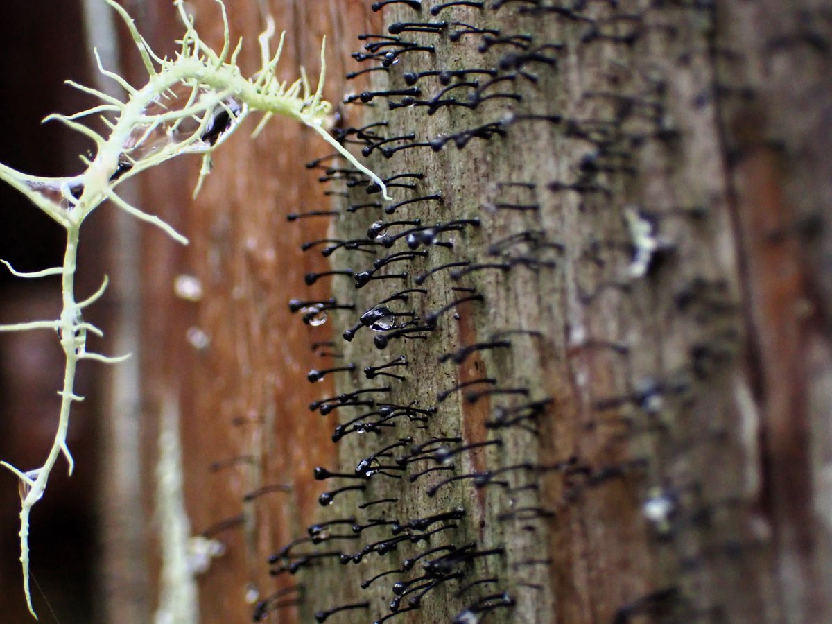 Good night!🌛🌿#symbiosissaturday #lichen #地衣類