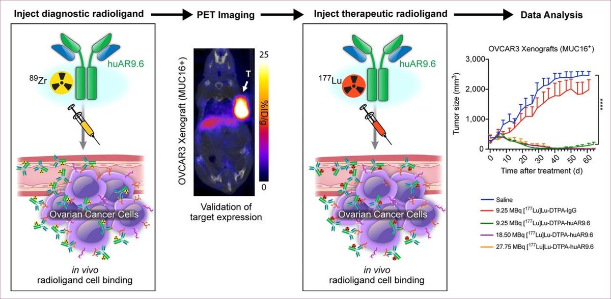 Theranostic Tool Detects, Treats Ovarian Cancer Noninvasively

Read more ➡️ bit.ly/3VU4WtK
@JournalofNucMed
#OncologicImaging #PETCT #NuclearMedicine #NucMed