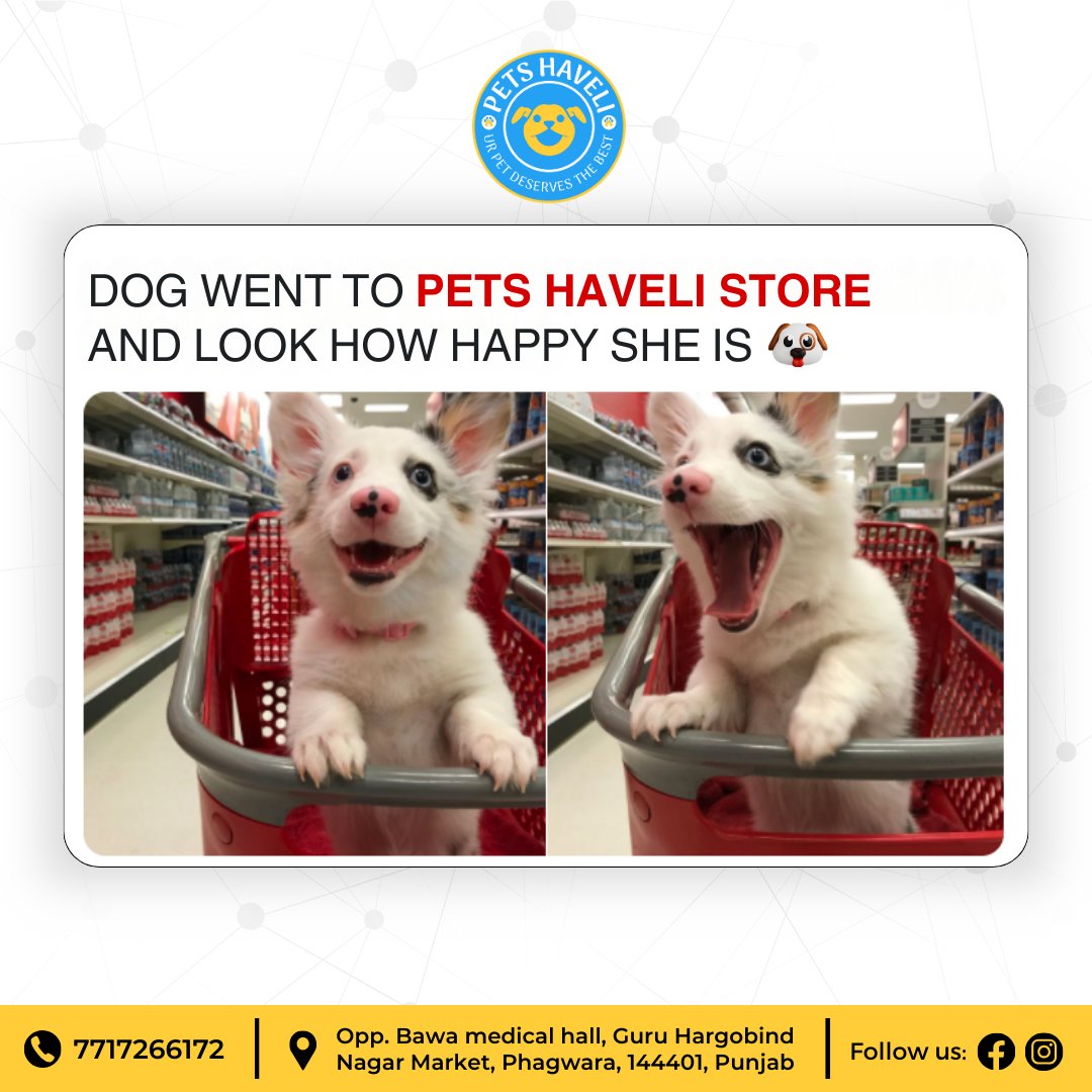 Check out this adorable smile! 🐶 Our pup just had a blast at Pets Haveli Store, and it looks like we've found her new happy place! 😍

#Petshaveli #Phagwara #Punjab #petstore #petshop #pets #petaccessories #petsupplies #petcare #petproducts #shoplocal #catfood #meme #Cats #shopp