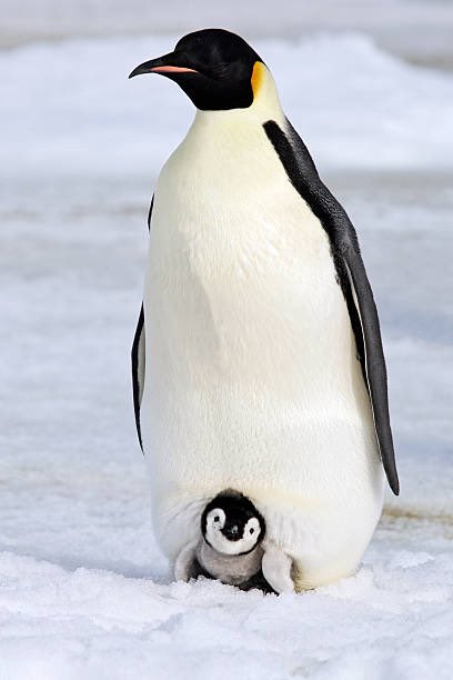 16タイプ別動物を考える
【INFJ:コウテイペンギン】
水族館のアイドルのペンギン。その中でも仲間思いで優しく、落ち着いているが社交的な(集団意識が高い)性格。

INFJが揶揄される「教祖」と「皇帝」で人目を惹く点が似てるのかなと。見た目の優雅さもINFJ感ある