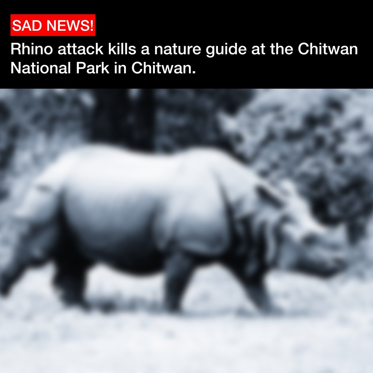 In a tragic incident, a 32-year-old nature guide from Gorkha has died after being attacked by a one-horned rhinoceros at Chitwan National Park today. According to officials, a rhino attacking a licensed guide is very rare.

Rest in peace 🕊️

Photo: Mayank1704
#nonextquestion