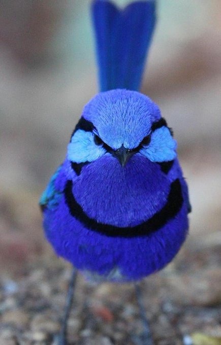 The splendid fairywren is a passerine bird in the Australasian wren family, Maluridae. Exhibiting a high degree of sexual dimorphism, the male in breeding plumage is a small, long-tailed bird of predominantly bright blue and black colouration.