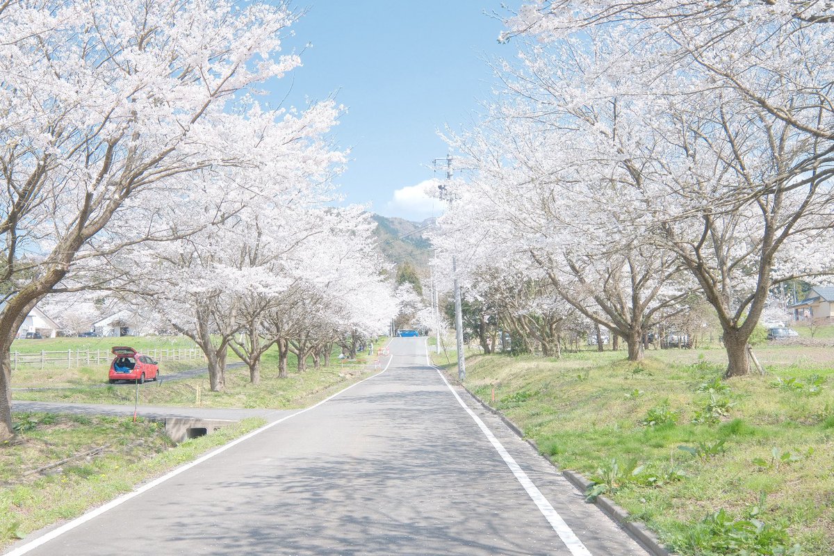 五頭温泉郷の桜は今が見頃。
車の窓を全開に春風を楽しむドライブを。

#XT4 #XF1024mmF4