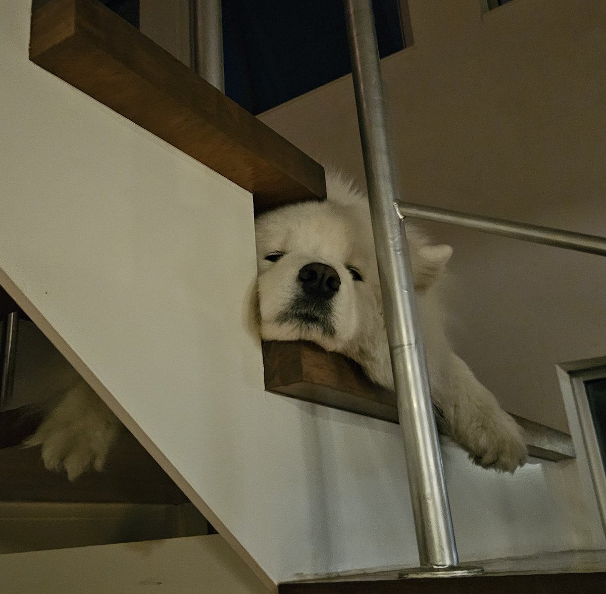 遊び疲れてねむねむ。
かわいいねぇ！！