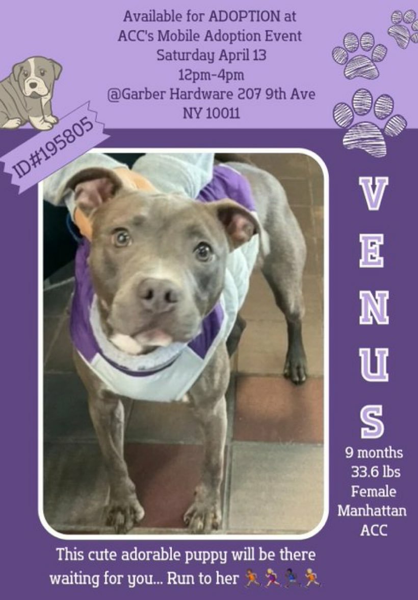 💜#Adoptme VENUS 9mths #Macc Venus is your normal puppy playful funny loving +she will be at ACC mobile #Adoption event Sat 13th April go along and meet her 🙏Nycacc.app #195805 Details below Dm @CathyPolicky @SuzanneSugar #FostersSaveLives 💜