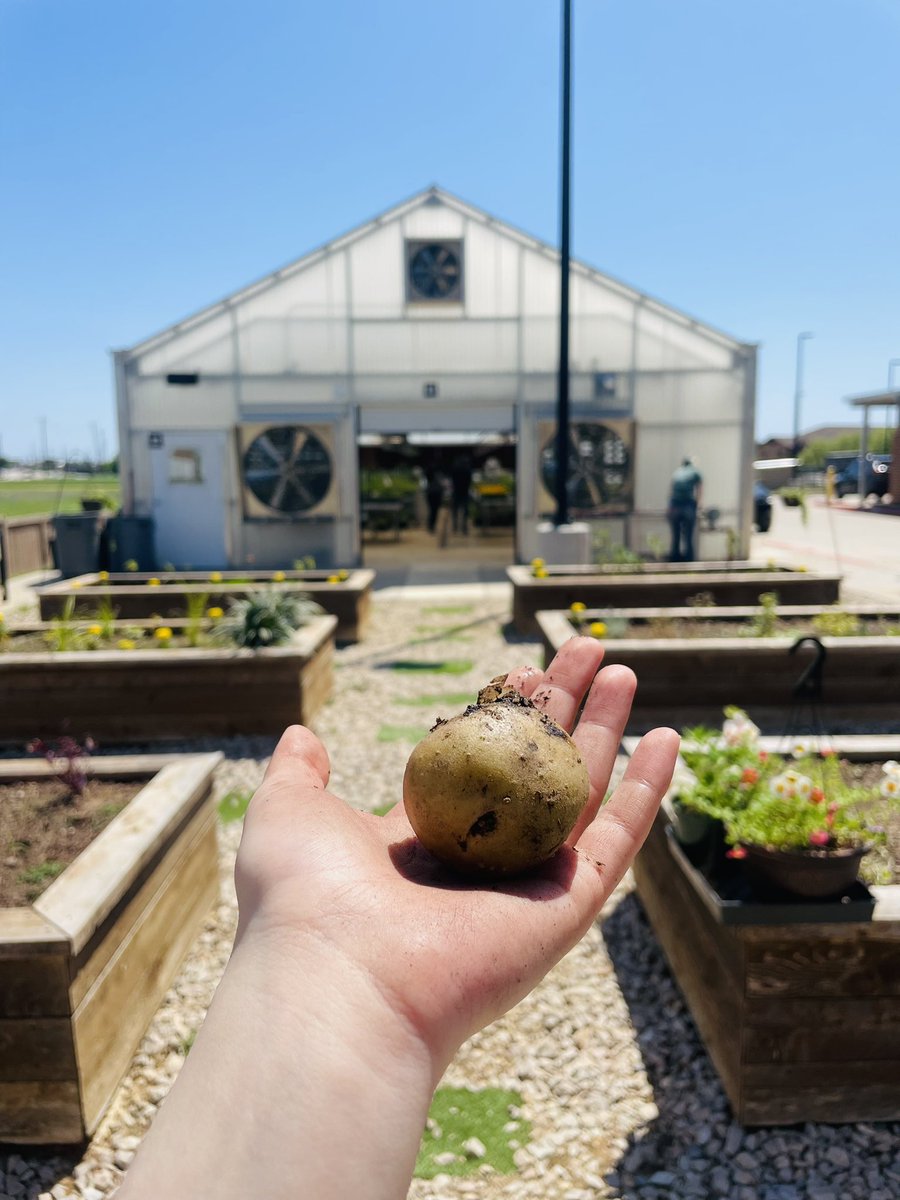 We have our first harvest. A home grown tater from @teccw_hort 🥔! Come and get your own... Plant sale goes until 5 p.m. today 🪴🤩 @TECCwest @lisdcte