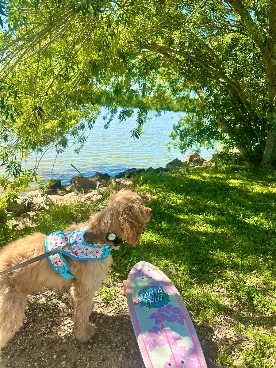 lwellsfargo's tweet photo. first time long boarding with yung bork 🫶☀️🏄‍♀️ https://t.co/xWLD6oBYDT