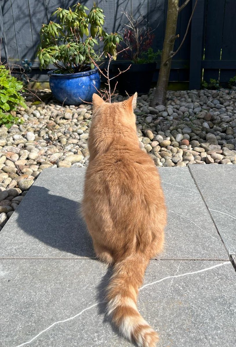After lending a paw and helping Dad in garden , he has refused extra dreamies. So because of his attitude, I’m giving him mine and not facing that camera of his . 😻🧡 #CatsOfX #adoptdontshop #rescuecat #catlovers #caturday