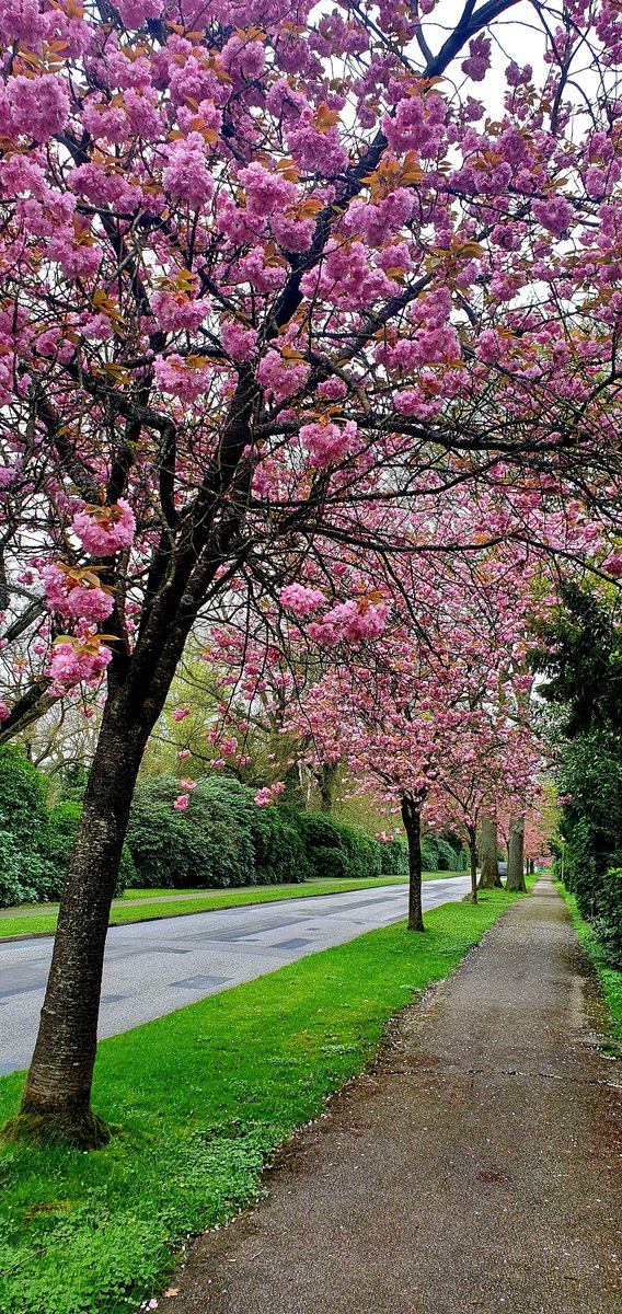 sterneina's tweet photo. Endlich 😍 die Natur wird wieder bunt 🎨
Sogar auf unserem Friedhof wirds im Frühjahr farbenfroh 🌼😊
Machts euch hübsch 🖐 
Herzliche Grüße aus Hamburg Ohlsdorf 🌸
-
-
#zierkirsche #rosa #Friedhofohlsdorf #Hamburg #springinthecity https://t.co/qcRuHJqTru