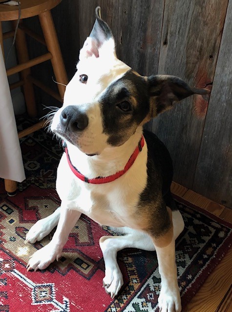 lisaburkin's tweet photo. Foster girl Lena & I are happy to hear that a group of dogs from NYC are heading to Boston's #AngellMemorial to find forever homes! Lena hopes all her friends in the Boston area will welcome her shelter buddies! #MSPCA https://t.co/xdEPn0uDjo