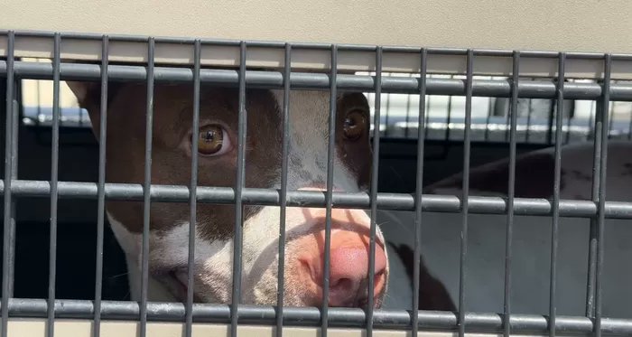 Web Noticias Cali tweet media