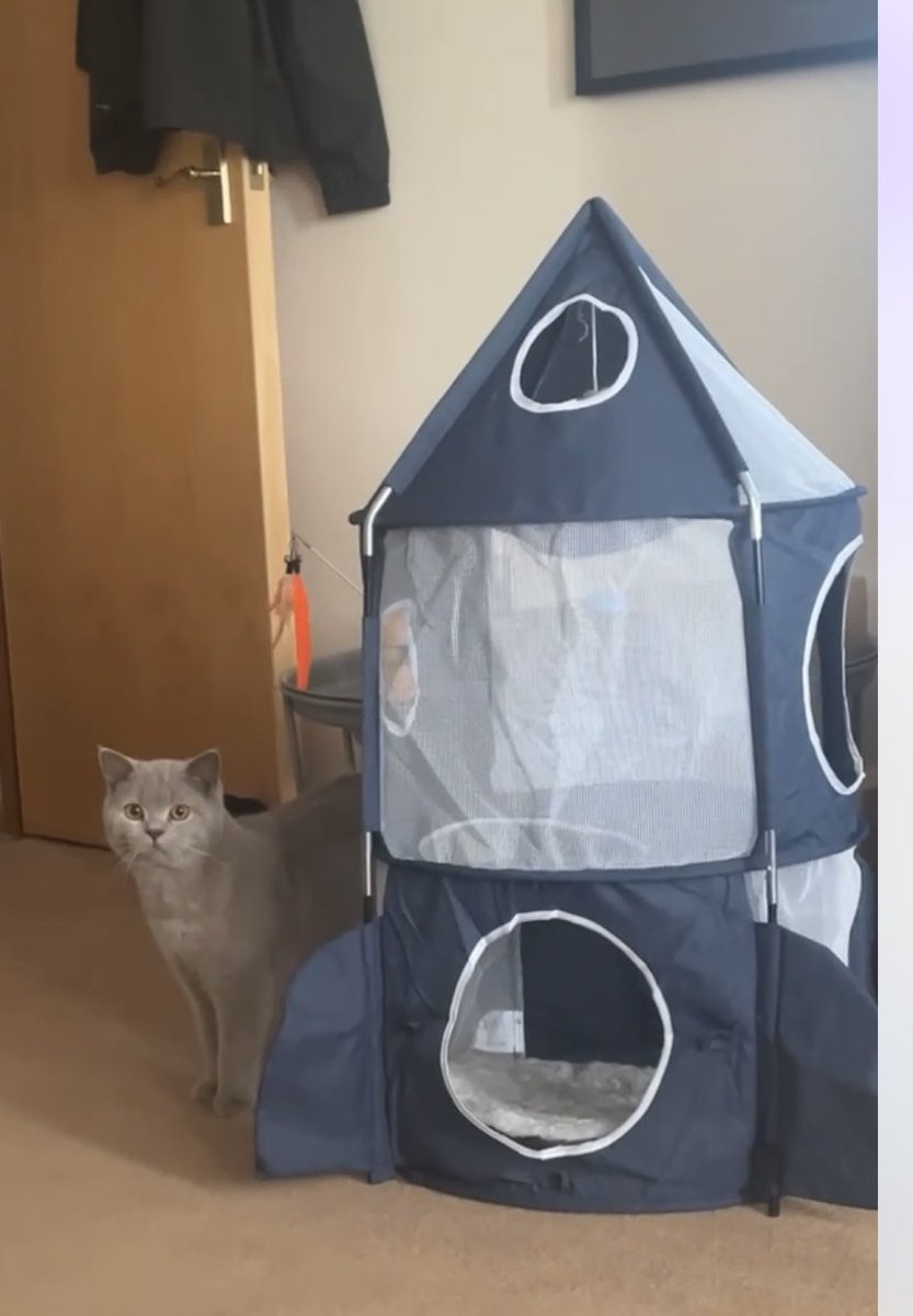 GIRLTUFTY's tweet photo. @Catit great service and my cat is delighted with his new playhouse.  Thanks to @ChrisMoyles for the recommendation https://t.co/LaL6Rplpbw