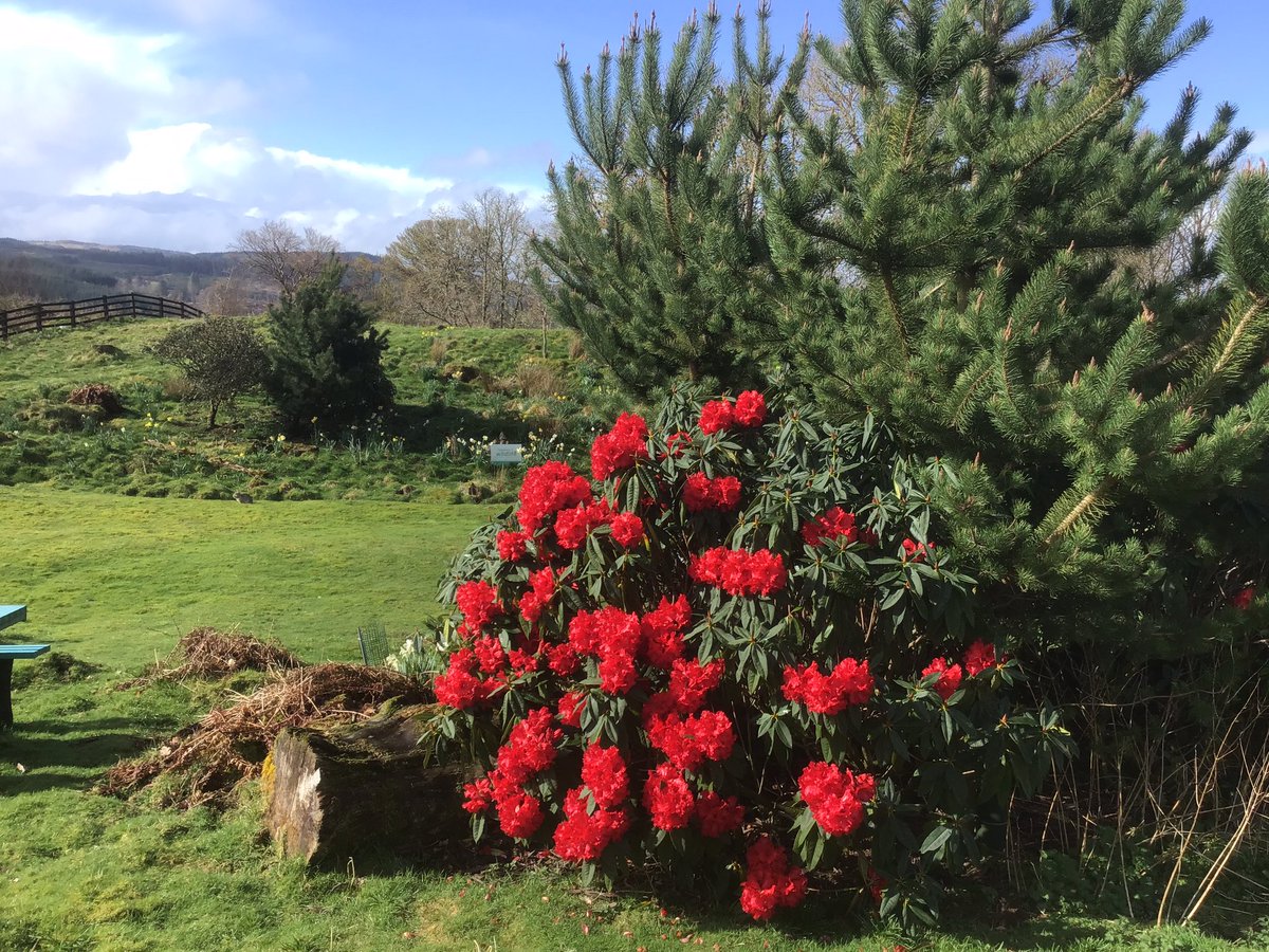 Kintailbop's tweet photo. Springtime @Kintailbop https://t.co/KHoUUNxWyd