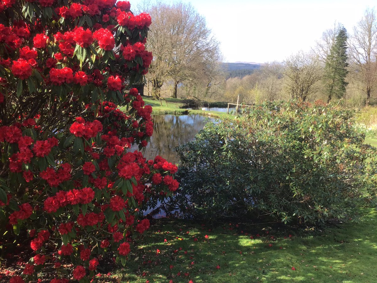 Kintailbop's tweet photo. Springtime @Kintailbop https://t.co/KHoUUNxWyd