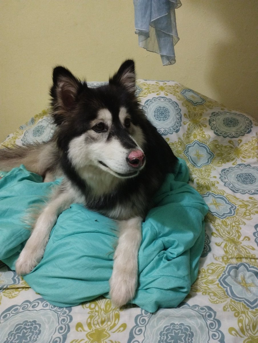 yulianitac's tweet photo. @twaniimals Gea María! https://t.co/LHjp517SxG