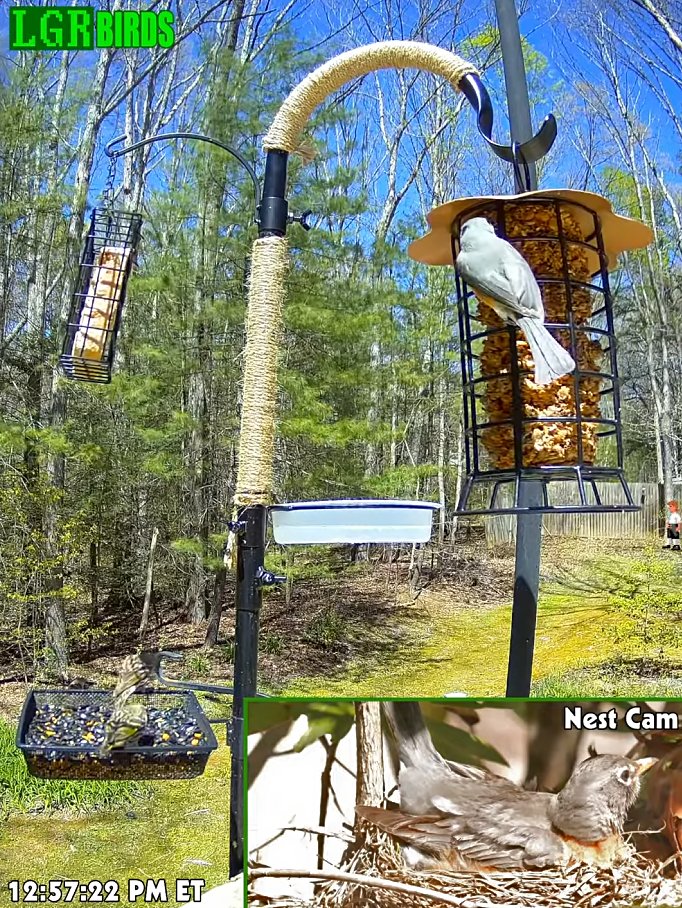 lazygamereviews's tweet photo. The LGR Bird Feed has expanded! Now with live nesting action.

She's already laid a blue egg! 🪺

https://t.co/VZtYcExABr https://t.co/bDdO5GWEgj