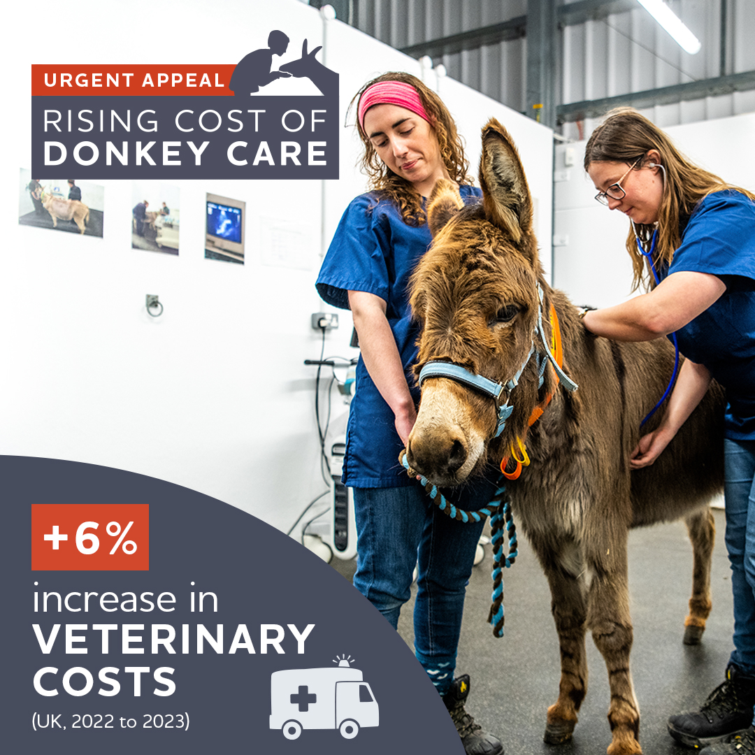 𝗨𝗥𝗚𝗘𝗡𝗧 𝗔𝗣𝗣𝗘𝗔𝗟: We're facing a rise in the cost of vital veterinary procedures. 🏥 With your kind support, we can make sure donkeys continue to get the care they need to live healthy, happy lives ➡️ bray.news/4aH8tQe