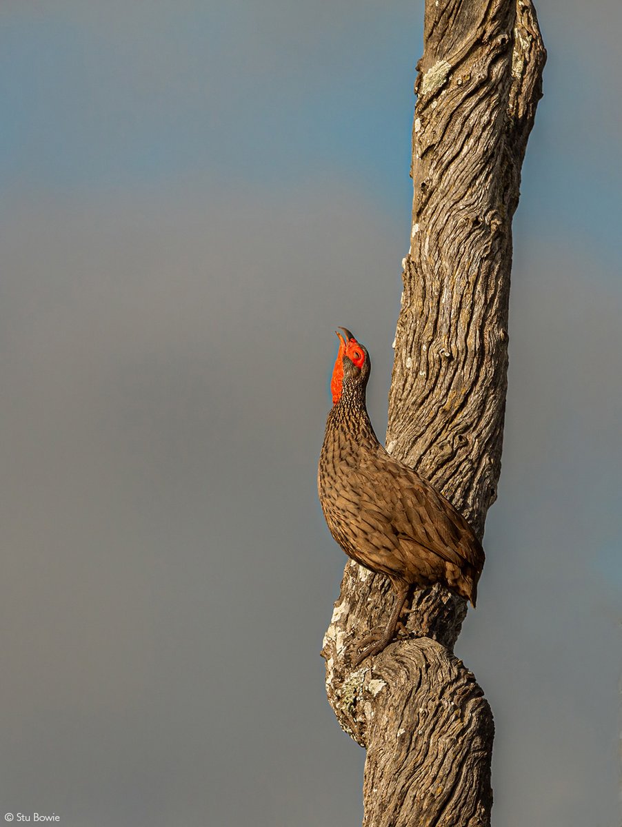 📷Gooood morning! A Swainson’s spurfowl perched in a tree sings to a far-off fellow calling in the distance. “It’s amazing how loudly these birds can call from such a small throat!” Kruger National Park, South Africa. © Stu Bowie (Photographer of the Year 2024 entry)
