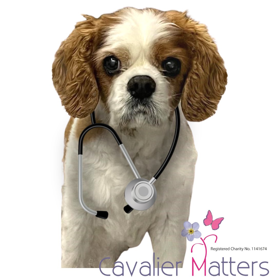 Obviously, Dr Dougall keeps his stethoscope in his pocket, but if your Cavalier had pockets, what would they keep in them? *Please support cavalier-gift-shop.org remember all profits go to Cavaliers - Rescue, Health, and Welfare.* #DogOfTwitter #ckcs