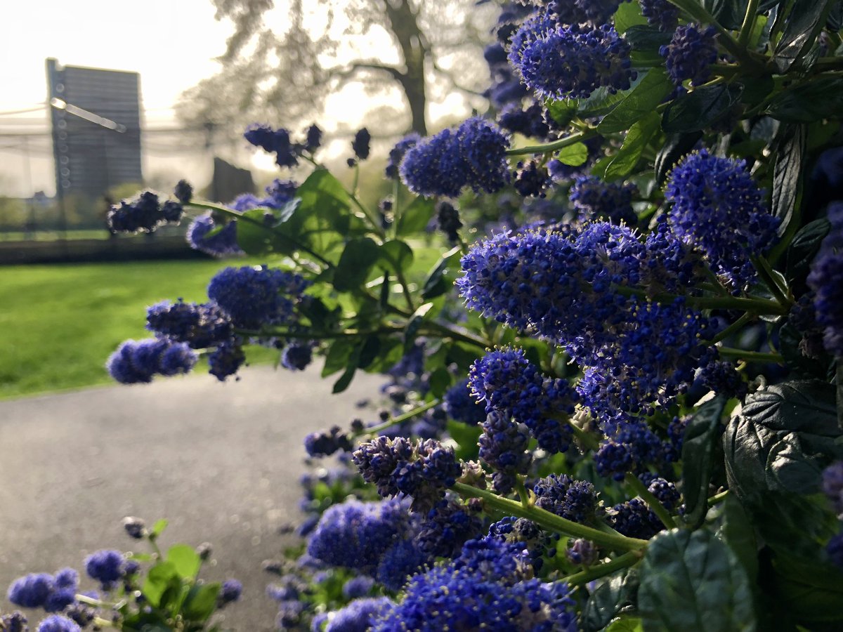 Best blue day for Ceanothus in Southwark Park