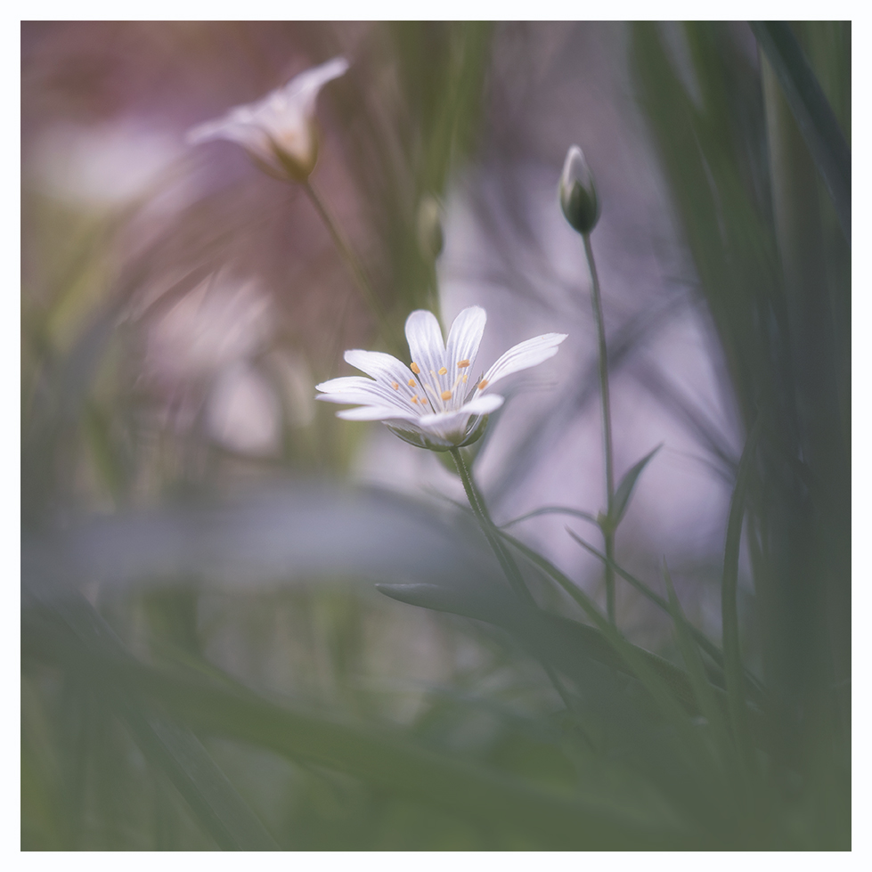 Greater Stitchwort, Stellaria holostea, in the woods this afternoon.